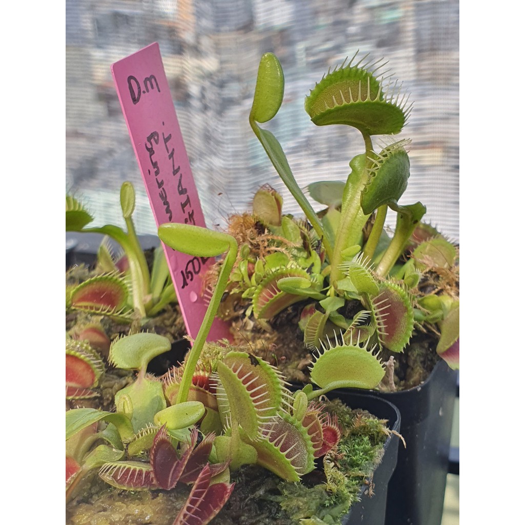 Venus flytrap D.m Towering Giant - Cây Bẫy Kẹp Tòa Tháp Khổng Lồ của Hắc Tê - Exotic Garden