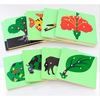 Tranh ghép sinh học - Giáo cụ Montessori