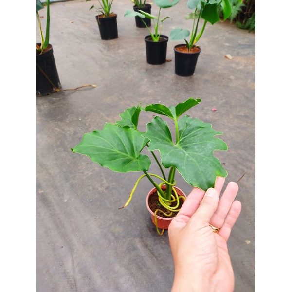 Chậu cứng trầu bà Nam Mỹ+ trầu bà thanh xuân