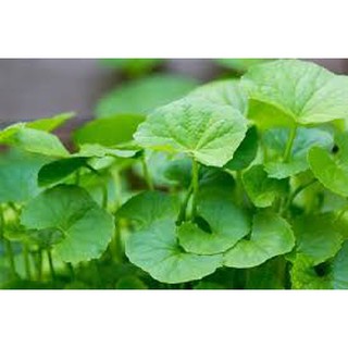 Hạt giống rau má ta gói 200-300 hạt