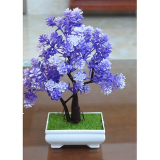 Chậu bonsai để bàn Cao Cấp