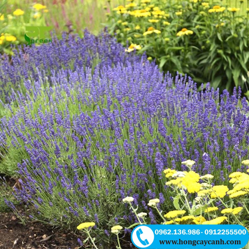Cây Hoa Oải Hương II Hoa Lavender