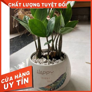 CÂY KIM TIỀN chậu SỨ TRÒN - Cây cảnh đẹp phong thủy để bàn Free ship toàn quốc