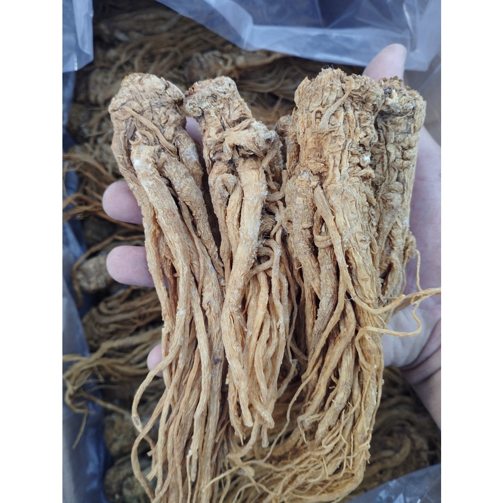 1Kg ĐƯƠNG QUY CỦ (giá sỉ theo số lượng)