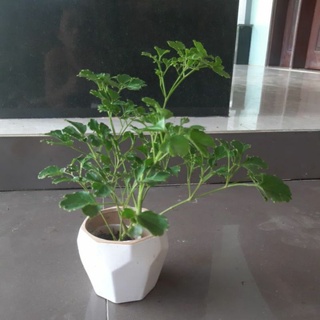 cây đinh lăng.hình 1