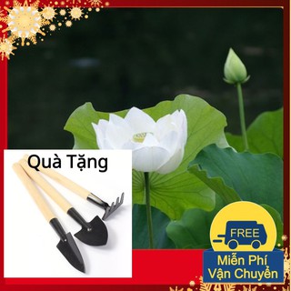 Hạt Giống Hoa Sen Trắng Tặng Bộ Dụng Cụ Mini Trồng Cây Tặng Bộ Dụng Cụ Mini Trồng Cây