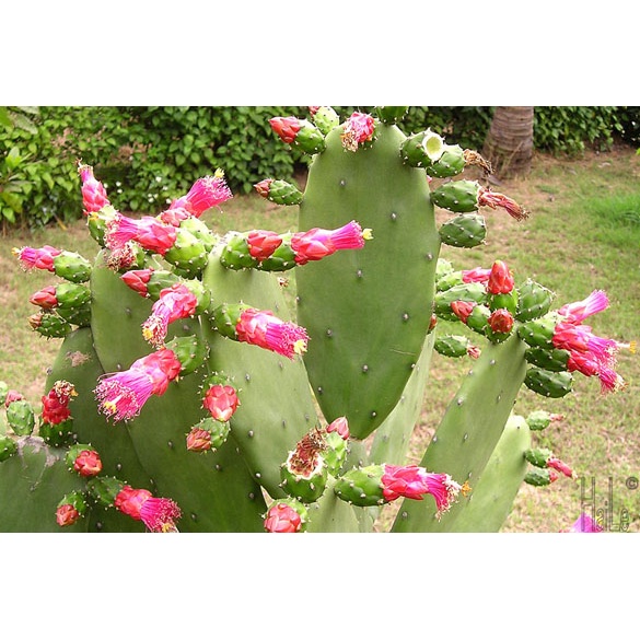 Cây Xương Rồng Tai Thỏ Không Gai Cao từ 75cm - 1000cm Loại 2 Thân 3 Tai.