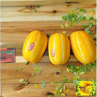 Hạt giống cây Dưa lê vàng Hàn Quốc (10 hạt)
