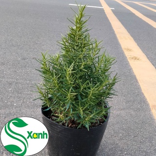 cây hương thảo - cây đuỗi muỗi - rosemary