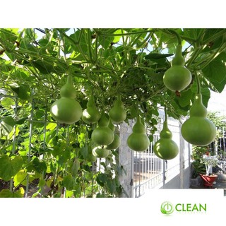 Hạt giống Bầu hồ lô (lớn, tí hon)