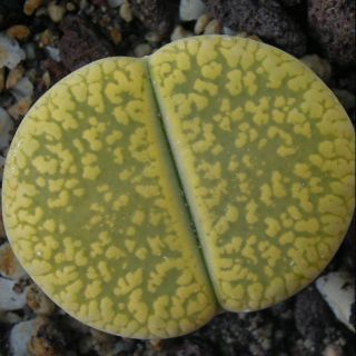 Lithops aucampiae ‘Betty’s Beryl’ C389 
Size 1.2-1.5cm