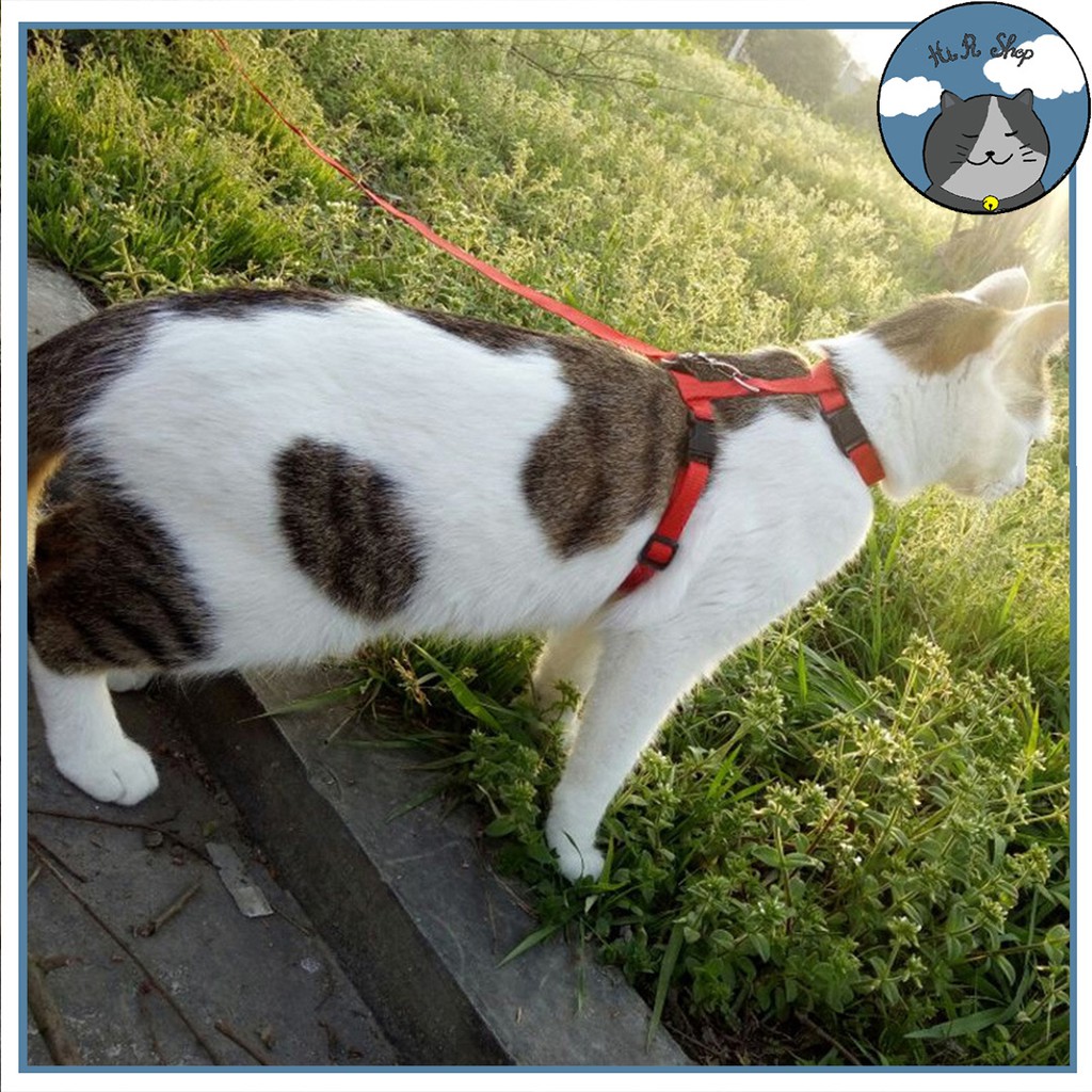 [Fullbox] Dây Dắt Chó Mèo Chất Liệu Dây Dù Cao Cấp Dây Dẫn Cho Thú Cưng Dưới 4kg