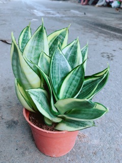 Lưỡi Hổ Thái Vàng