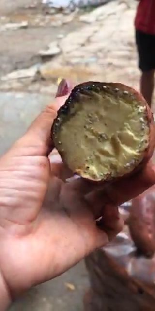 Khoai lang giống nhật
