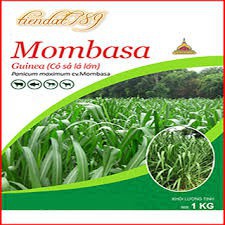 Hạt giống cỏ Mombasa ghine - cỏ sả lá lớn ( gói 1000g)