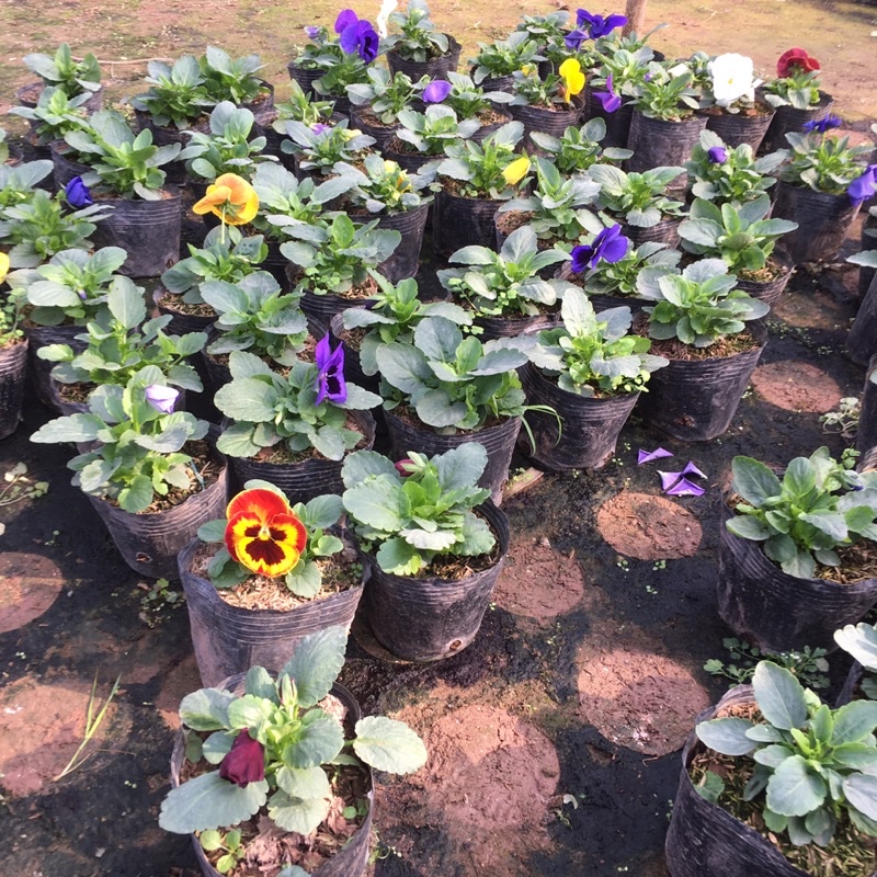 Hoa Pansy Trồng Sẵn Đã Sẵn Hoa Và Nụ