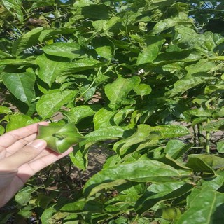 Dinh dưỡng từ thiên nhiên - Quỳnh Mai