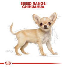 1.5kg(❁´◡`❁)ROYAL CANIN CHIHUAHUA PUPPY Kích thích sự thèm ăn Hình dạng nhỏ gọn nhỏ gọn thích hợp cho hàm nhỏ