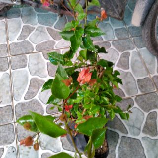 Cây hoa giấy đỏ cờ Thái đỏ rực