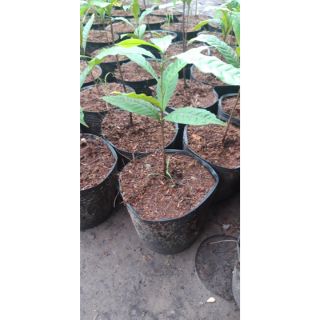 Cây vú sữa hoàng kim