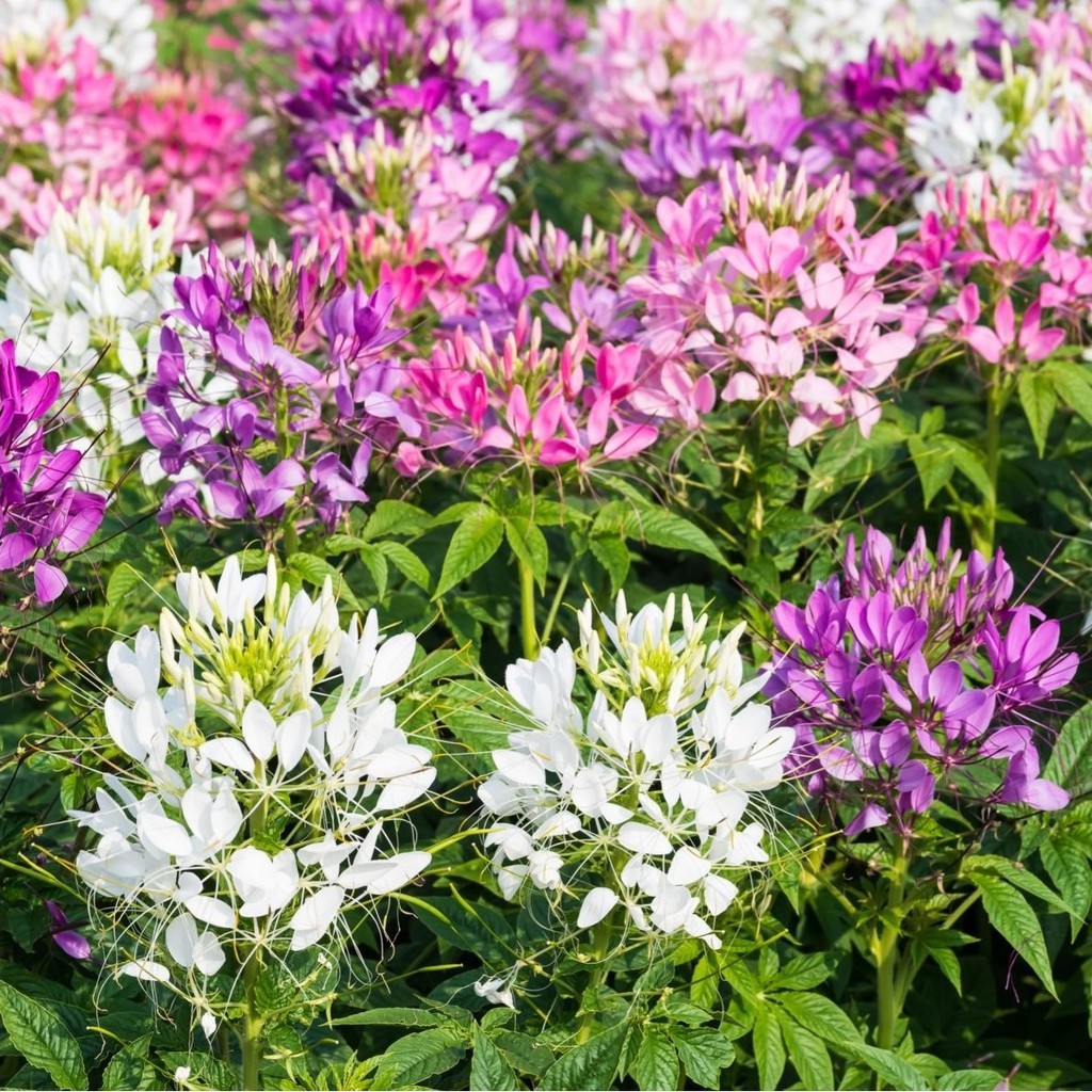 Hạt giống hoa hồng ri mix