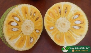 Mít thái siêu sớm