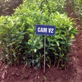 Cây cam V2