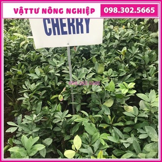 Cây giống cherry Brazin chịu nhiệt