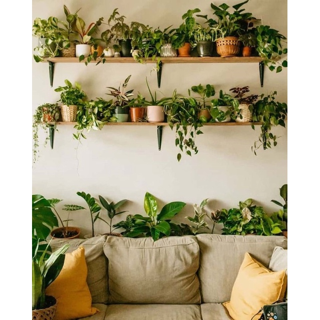 Chậu cứngkiểng lá