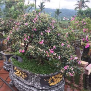 Cây giống Hoa Sim Tím.