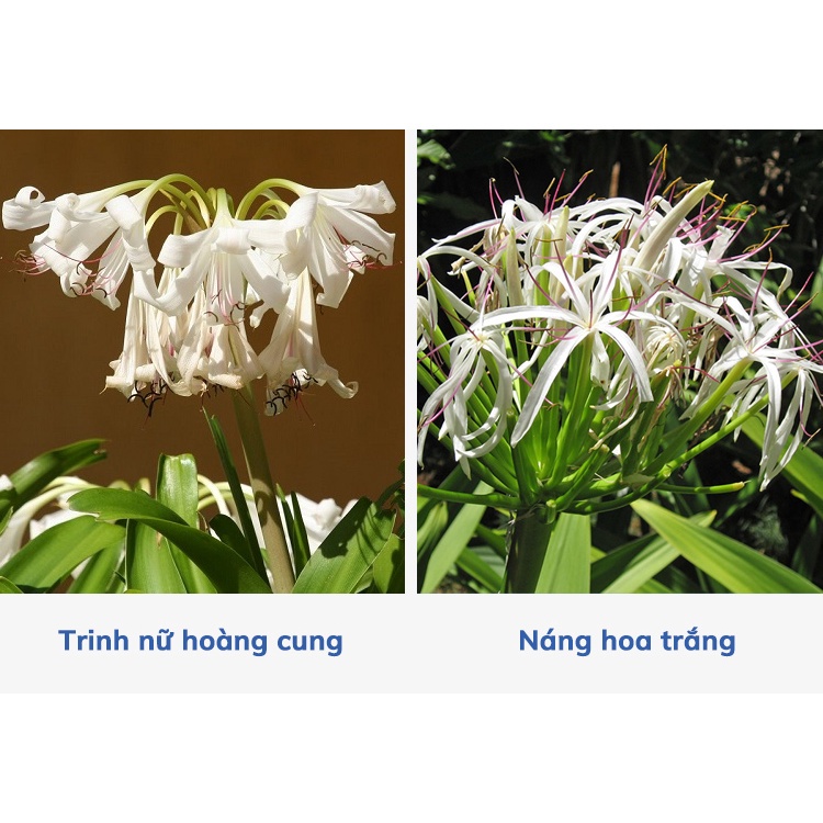 Thảo Dược Trinh Nữ Hoàng Cung khô thượng hạng Sasuke 1kg