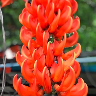 Cây giống hoa móng cọp đỏ!