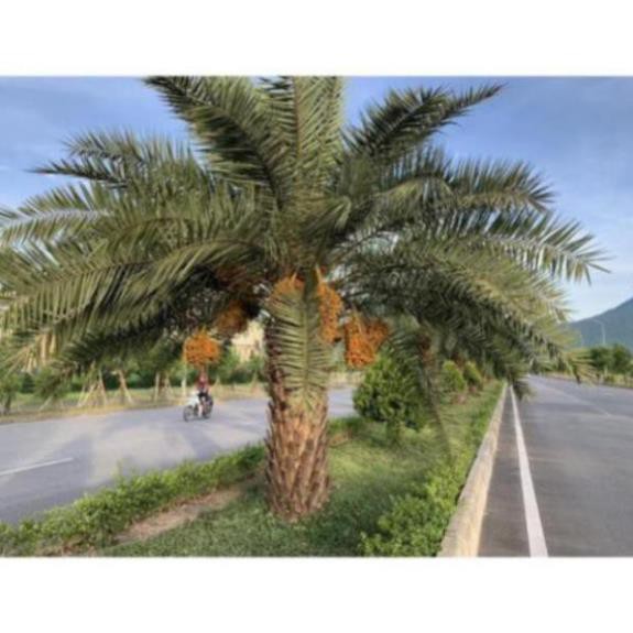 Cây Giống Chà Là Thái