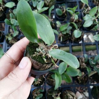 Hoa lan Cattleya mini