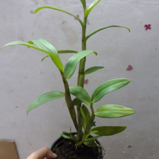 Denro nắng Caesar Red cây tơ đẹp