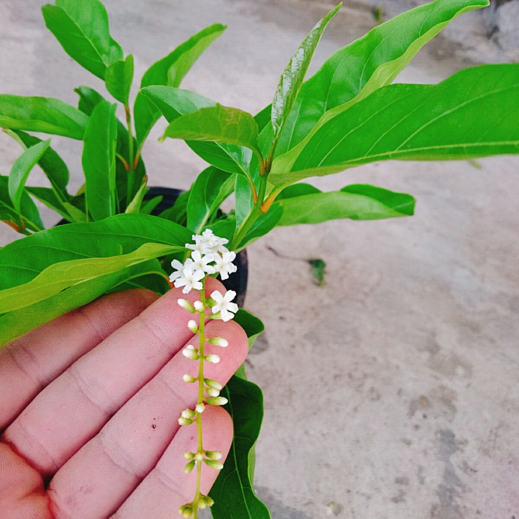 Cây Lài Thái  - hoa trên 10 ngày mới tàn cùng với hương thơm ngào ngạt