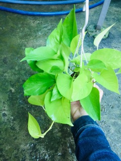 TRẦU BÀ THÁI VÀNG CHẬU TREO MINI