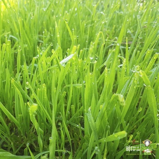 Bột Cỏ Lúa Mì Dalahouse Hữu Cơ Hộp 60g