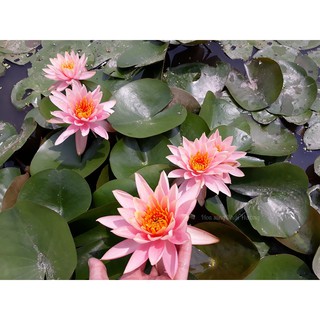 Cây hoa súng thái lan màu cà rốt