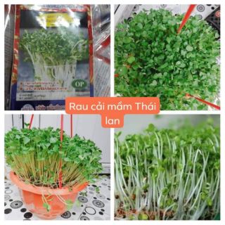RAU CẢI MẦM THÁI LAN