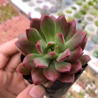 Sen Đá Mặt Trời |FREESHIP| XUẤT XỨ VIỆT NAM, ĐÃ THUẦN KHÍ HẬU, SIÊU KHOẺ ĐẸP, LỖI 1 ĐỔI 1