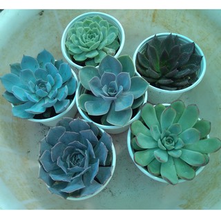 Combo 6 cây sen đá đủ loại - size trung (8-10cm)