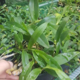 Hoa Phong lan Trầm  (chậu)