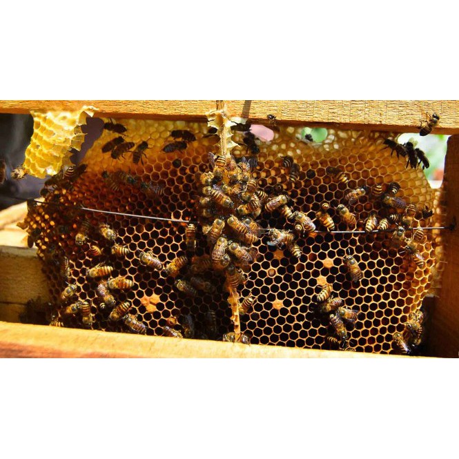 Mật Ong Nguyên Chất- Thơm Ngon  Hoa Cà Phê 100% Không Pha Đường Được Sản Xuất Tại Trại Nuôi Gia Lai Có GIấy Phép | BigBuy360 - bigbuy360.vn