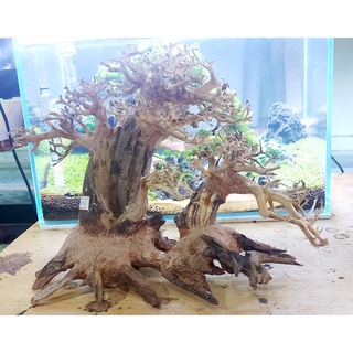 Bonsai lũa gỗ mini dáng mẹ con dùng cho hồ 30cm-60cm | thiết kế cổ thụ cho hồ thuỷ sinh
