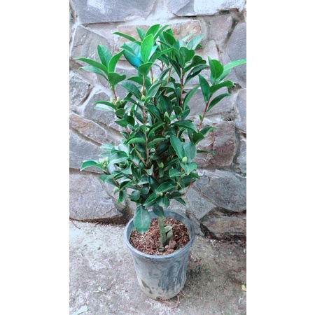 Cây Trà My Hàng Hoa Đẹp