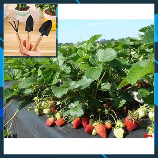 Hạt giống Dâu tây Đỏ QUẢ SIÊU TO và NĂNG SUẤT 100 Hạt TẶNG BỘ LÀM VƯƠN MINI