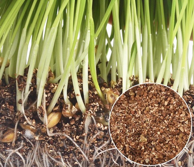 Trồng cỏ cho mèo cỏ lúa mì bộ kit dễ trồng tiêu hoá thải búi lông, sạch răng Con Mèo Xiêm