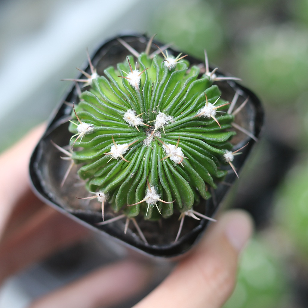Xương rồng Trúc ngọc | Stenocactus nở hoa hồng rất xinh