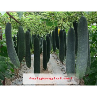Hạt giống bí đao xanh(bí sặt)